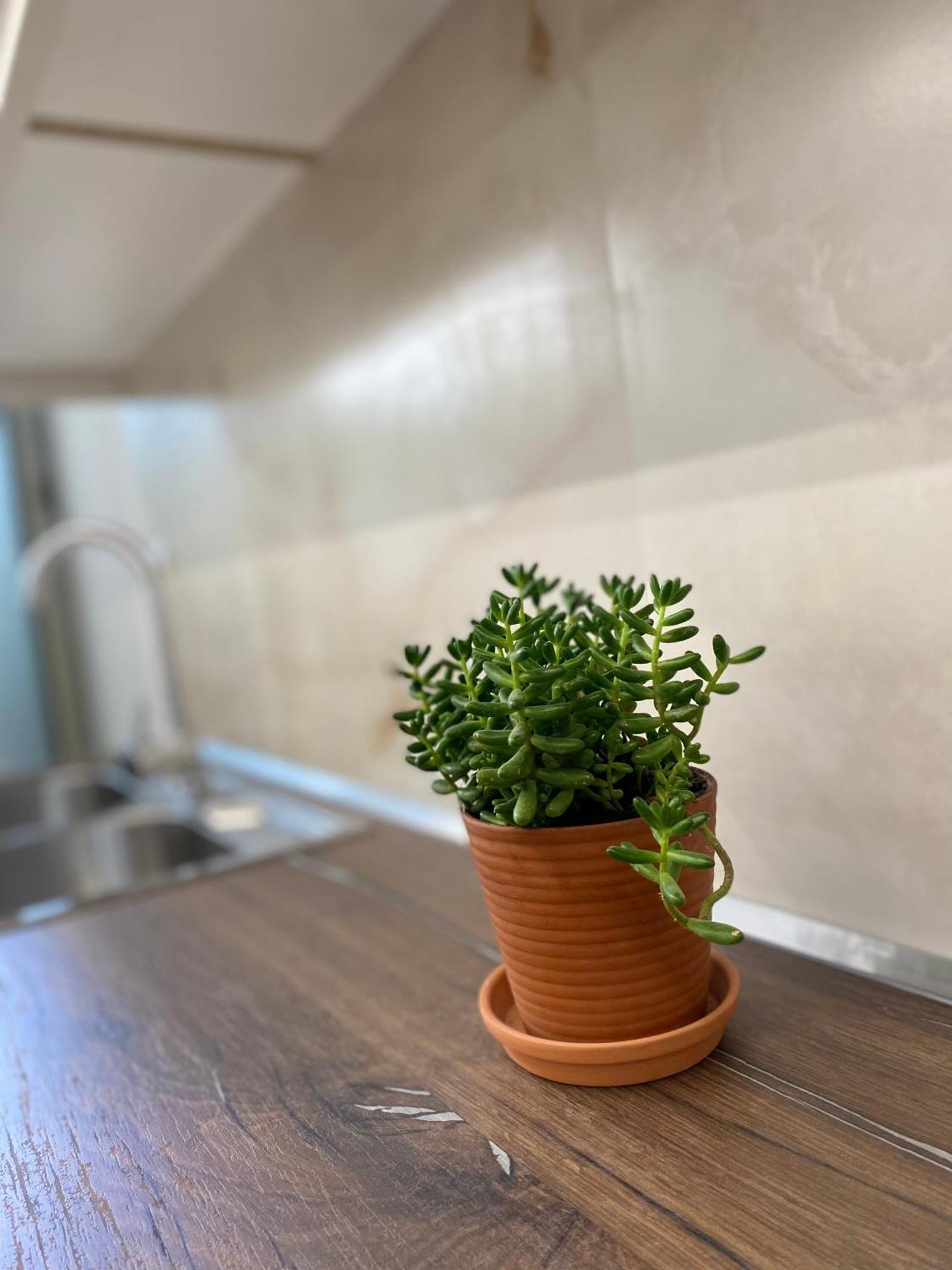 Flors Apartments دراس المظهر الخارجي الصورة