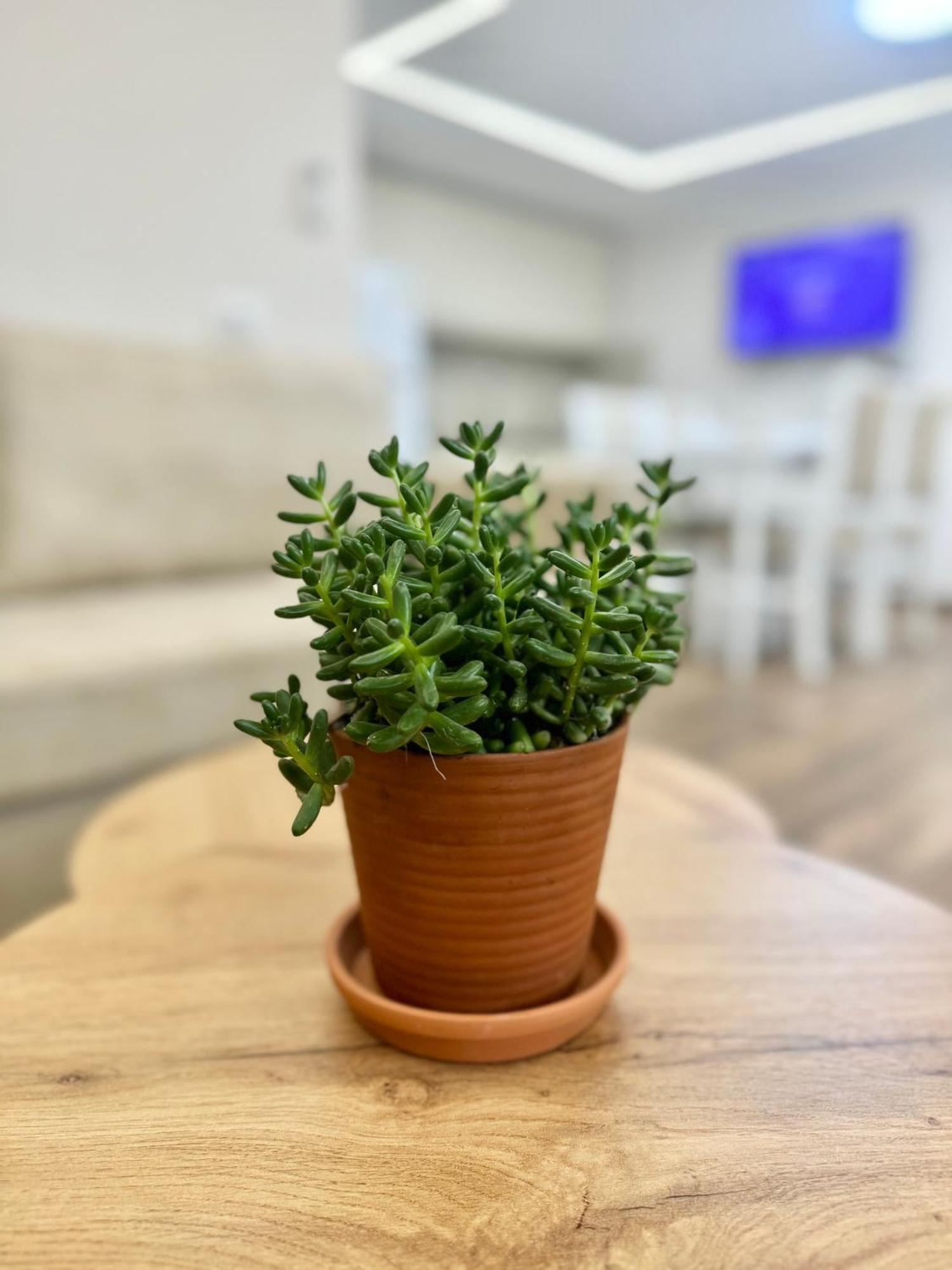 Flors Apartments دراس المظهر الخارجي الصورة